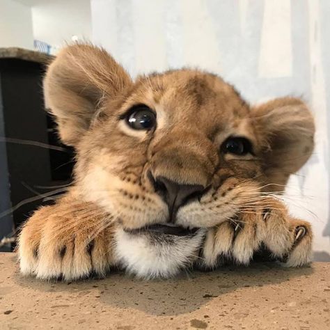 Panthera Leo, Baby Animals Pictures, Animale Rare, Pretty Animals, Cute Animals Images, Fluffy Animals, Cute Wild Animals, Cute Animal Photos, Cute Animal Pictures