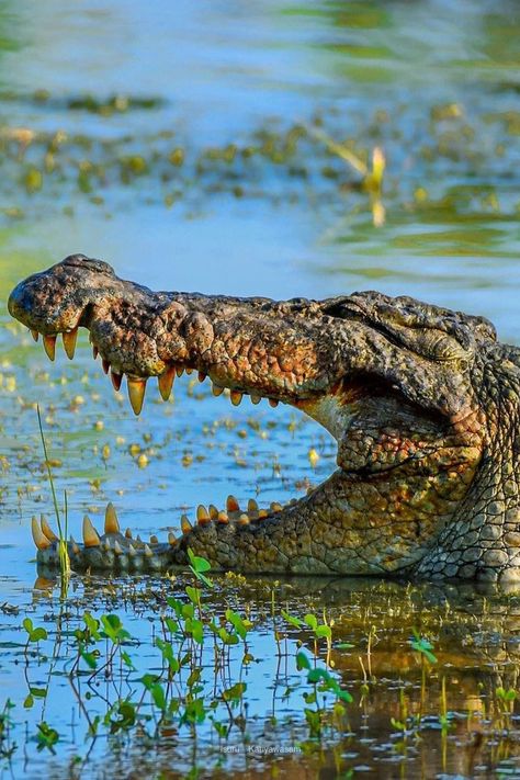 Nile Crocodile, Saltwater Crocodile, American Alligator, Safari Tour, Crocodiles, African Safari, Amphibians, Wildlife Photography, Reptiles