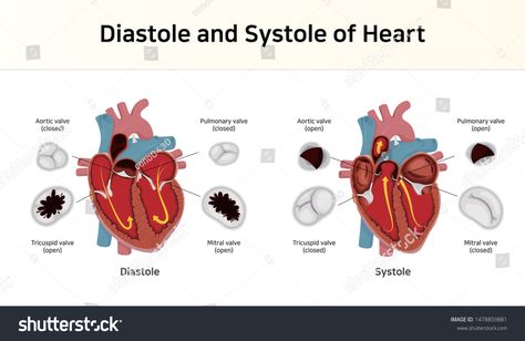 Diastole and Systole of Heart #Ad , #ad, #Diastole#Systole#Heart Systole And Diastole, Cardiac Sonography, Tricuspid Valve, Mitral Valve, Anatomy And Physiology, Anatomy, Royalty Free