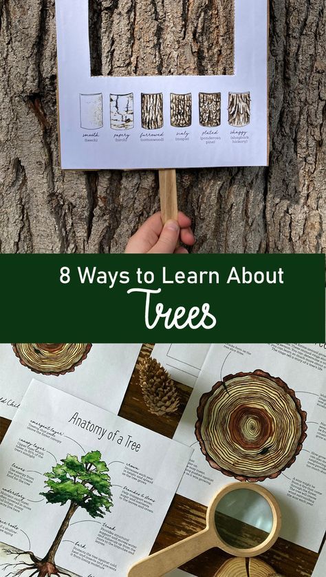 Leaf Nature Study, Summer Camp Nature Activities, Kindergarten Nature Journal, Forest School Water Activities, Tree Nature Study, Forestry Activities For Kids, Upper Elementary Nature Study, Nature Based Therapy, Camping Homeschool Activities