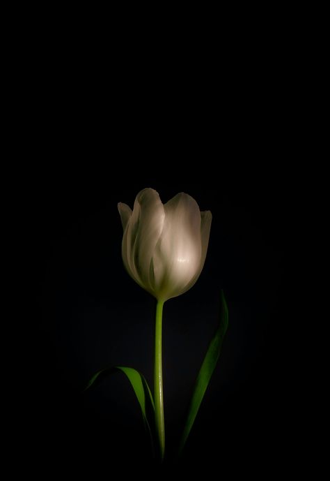 Close-Up Shot of a Blooming White Tulip on Black Background · Free Stock Photo Flowers Wallpaper Tulips, Tulips Black Background, Tulips Black And White, Tulip Photography, Tulips Black, Photography Major, White Flower Wallpaper, Flowers Black Background, Black And White Contrast