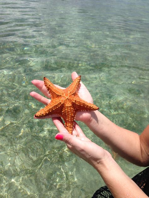 Starfish point Cayman Islands Cayman Islands, Starfish, Travel