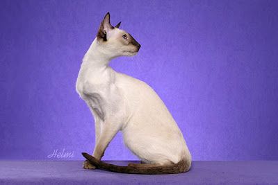 Modern Siamese Cats – PoC Health Communication, Cat Personalities, Cat Profile, Cat Breeder, Cat Oc, Cat Reference, Siamese Kittens, Fancy Cats, Domestic Cat