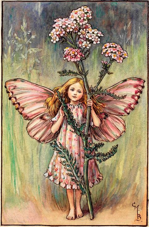 The Yarrow Fairy by Cicely Mary Barker Rimmed Plates, Lavender Fairy, Fairy Character, Flower Fairies Books, Fairy Collection, Fairy Books, Yarrow Flower, Summer Fairy, 동화 삽화