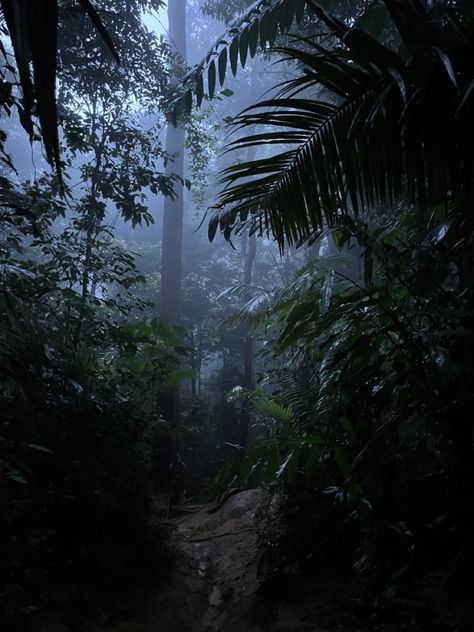 Rainforest At Night, Tropics Aesthetic, Dark Tropical Aesthetic, Dark Rainforest, Rainforest Aesthetic, Aesthetic Jungle, Rainforest Biome, Jungle Aesthetic, Dark Jungle