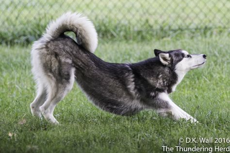 Typhoon demonstrates techniques of stretching before exercising. #dog #siberianhusky #husky Dog Pfp, Husky Pics, Super Cute Dogs, Drawing Dog, Dog Poses, Dog Sketch, Siberian Huskies, A Husky, Dog Painting