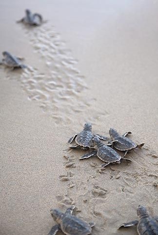 Baby turtles Turtle Hatching, Baby Sea Turtles, Photo Animaliere, Turtle Love, Baby Turtles, Sea Turtles, Back To Nature, Ocean Life, Amphibians