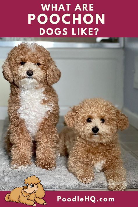 Poochon Dog Haircut, Poochon Dog Grooming Styles, Poochon Puppy, Poochon Dog, Bichon Poodle Mix, Poochon Puppies, Poodle Doodles, Bichon Poodle, Animals And Humans