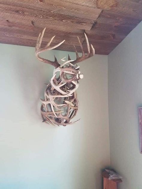 Girly Deer Mount, Deer Hide Display Ideas, European Deer Mount Ideas Girly, Skull Mount Ideas Wall Decor, Deer Skull Mount Display, European Deer Mount Ideas, Skull Mount Ideas, Deer Head Mount, Mounted Animal Heads