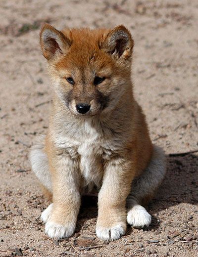 Dingo Puppy The dingo (Canis lupus dingo) is a free-roaming dog mainly found on the continent of Australia. Description from pinterest.com. I searched for this on bing.com/images Bff Application, Australian Dingo, Blue Heelers, Nosara, Australia Animals, Australian Wildlife, Australian Native, Australian Animals, Wild Dogs