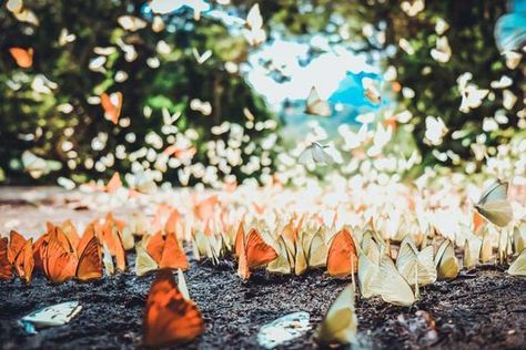 Cuc Phuong National Park – Major Attraction in Ninh Binh Province Cuc Phuong National Park, Visit Vietnam, North Vietnam, One Day Trip, Travel Magazine, Vietnam Travel, Activities To Do, Colorful Butterflies, Most Romantic