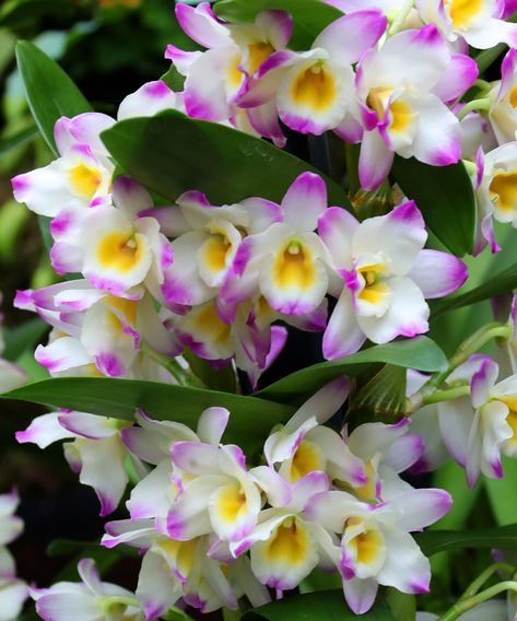 How To Revive An Orchid: 5 Ways To Bring It Back To Life | Gardening Know How Indoor Orchid Care, Indoor Orchids, Orchid Plant Care, Orchid Roots, Video Garden, Bring It Back, Sustainable Garden, Orchid Care, Orchid Plants