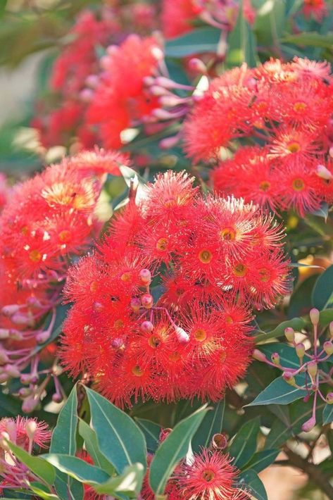 Dwarf flowering gum (Corymbia ficifolia 'Baby Orange') forms vibrant clusters in the garden. Australia Homes, Fast Growing Shade Trees, Melbourne Photography, Amaryllis Plant, Australian Garden Design, Flowering Gum, Riverside Garden, Australian Trees, Australian Native Garden