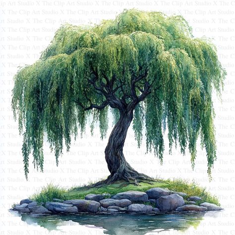 Willow Trees Clipart | 10 High Quality JPGs | Digital Download | Card Making | Journaling | Digital Paper Craft | Nursery Art, Botanical Art 🎉 Free Commercial License Included! 🌟 Key Features: Size: 5000 x 5000 pixels Quality: 300 DPI resolution Ideal for crafting mouse mats, wall art, mugs, t-shirts, cushions, cardmaking, scrapbooking, paper crafts, stationery, and mixed-media projects. 🖌️ Artistic Craftsmanship: Each image is thoughtfully designed, blending traditional drawing techniques wi Drawing A Willow Tree, Weeping Willow Tree Meaning, Small Willow Tree, Willow Tree Illustration, Willow Tree Drawing, Willow Tree Art, Trees Clipart, Willow Trees, Tree Sketches