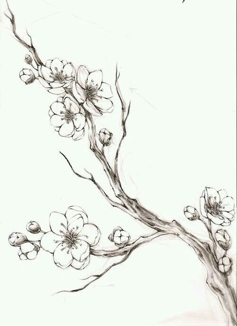 Cherry blossom branch Cherry Blossom Drawing, Blossom Tree Tattoo, Cherry Branch, Branch Drawing, Branch Tattoo, Tree Sketches, Cherry Blossom Branch, Blossom Tattoo, Cherry Blossom Tattoo