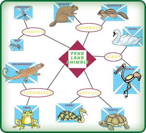 A classifying web is a great way to sort ideas and facts. Can you use this chart to help you name some animals that live in a pond habitat? Pond Habitat, From The Pond, Info Board, Pond Life, American Psychological Association, Art Articles, Animal Groups, A Pond, Study Unit