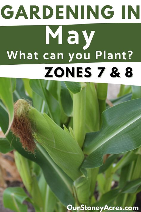 Planting A Garden For Beginners, When To Plant Corn, Zone 8 Plants, Types Of Lettuce, Growing Vegetables In Pots, Tips For Growing Tomatoes, Growing Peppers, Growing Corn, Growing Carrots