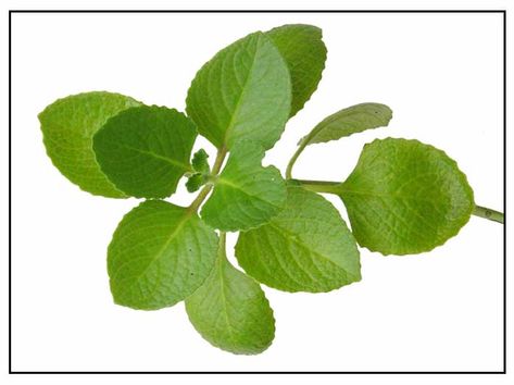 Oregano / Suganda / Coleus aromaticus: Philippine Medicinal Herbs / Philippine Alternative Medicine Growing Oregano, Oregano Oil Benefits, Reflux Recipes, Oregano Essential Oil, Oregano Oil, Adaptogenic Herbs, Infused Olive Oil, Heart Conditions, Menstrual Cramps