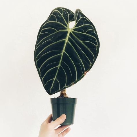 Philodendron Splendid, Philodendron Care, Green Veins, Big Leaves, Easy Plants, Large Plants, Rare Plants, Large Picture, All Plants