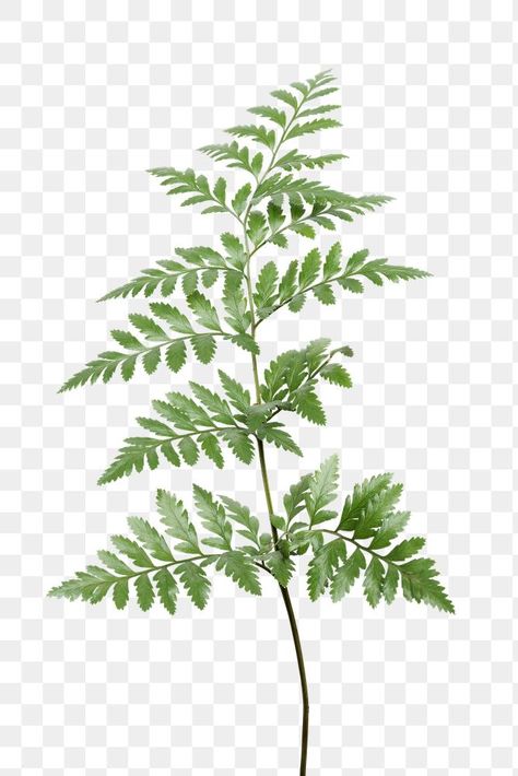 Leatherleaf Fern, Fern Illustration, Graphic Design University, Plant Png, Fern Design, Graphic Design Jobs, Learn Design, Graphic Design Quotes, Tree Fern