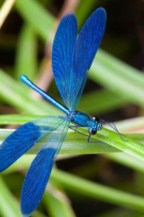 Pictures Of Dragonflies, Dragonfly Photography Amazing Pictures, Dragonfly Species, Real Dragonfly, Types Of Dragonflies, Dragonfly Pictures, Flying Bugs, Dragonfly Artwork, Dragonfly Images