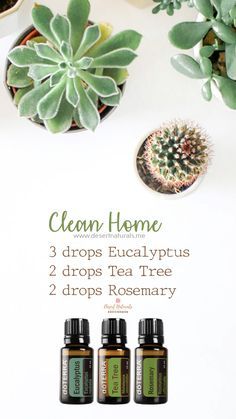 Immune Boosting Diffuser Blends, Lilin Aroma, Creation Bougie, Rosemary Tea, Essential Oil Combinations, Doterra Essential Oils Recipes, Essential Oil Diffuser Blends Recipes, Young Living Essential Oils Recipes, Essential Oils Guide