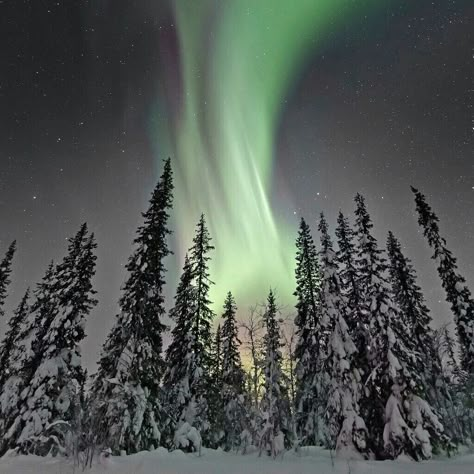 Taiga Biome Aesthetic, Taiga Forest Aesthetic, Taiga Landscape, Animal Science Projects, Taiga Biome, Taiga Forest, Ox Tattoo, Biomes Project, Ecosystems Projects