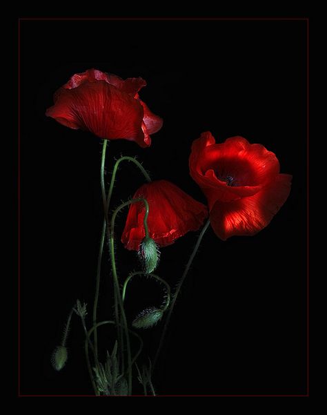 red poppies on a black | Flickr - Photo Sharing! Red Poppy Flower, Poppy Art, Poppy Painting, Flower Background Wallpaper, Red Poppy, Black Flowers, Poppy Flower, Flower Backgrounds, Beautiful Blooms