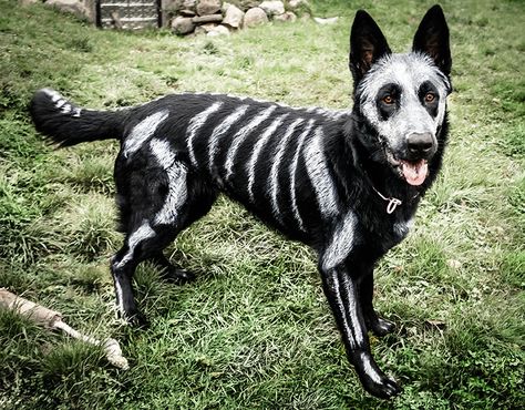 Bellevue, Washington-based artist Bryn Anderson recently turned Nixe, her black 13-month-old German Shepherd rescue pup, into an adorable skeleton dog with white non-toxic water based face paint. M... Dog Skeleton Halloween, Dog Skeleton, Diy Dog Costumes, Black German Shepherd, Skeleton Costume, Dog Halloween Costumes, Dog Costumes, Dog Costume, Halloween Animals