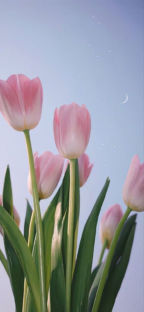 Iphone Wallpaper Flowers Hd, Background Images For Products, Pink Wallpaper Tulips, Tulips Field Wallpaper, Tulips Phone Wallpaper, Tulip Iphone Wallpaper, Tulip Aesthetic Wallpaper, Tulip Wallpaper Iphone, Cute Tulips Wallpaper