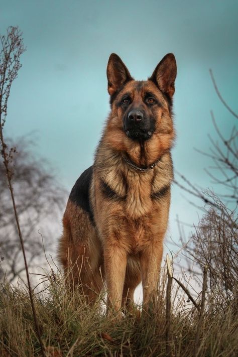 German Shepherd Photography, German Shepherd Training, German Sheperd Dogs, Scary Dogs, Coffee Table Book, Mixed Breed Dogs, Dog Images, German Shepherd Dog, Shepherd Puppies