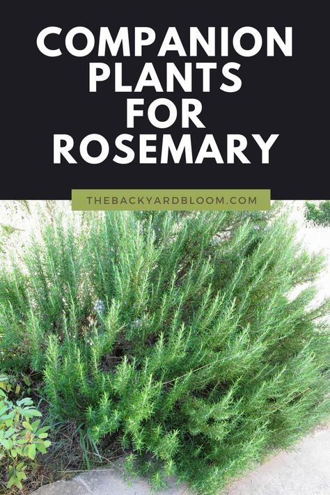 Companion Plants for Rosemary Potted Rosemary Outdoor, Uses For Rosemary Plant, Rosemary In Planters, Rosemary Shrub Landscape, Rosemary In The Garden, When To Plant Rosemary, Rosemary In Landscaping, Rosemary Garden Ideas, Rosemary Landscaping Front Yards