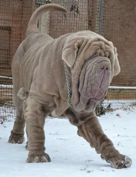 King Corso Dog, King Corso, Mastiff Dog Breeds, Dog Pfp, Cane Corso Italian Mastiff, Italian Mastiff, Neapolitan Mastiff, Mastiff Breeds, Neapolitan Mastiffs