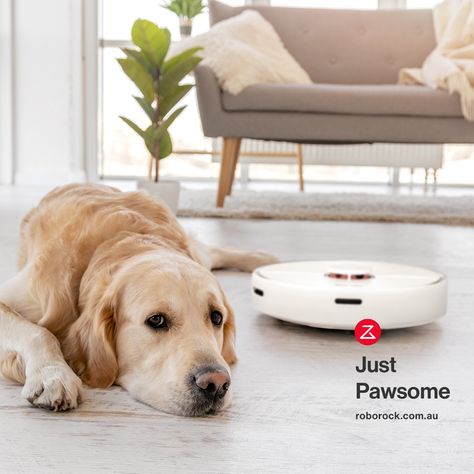 Even your dog will love it. Shop your new Roborock robot vacuum today (link in bio). #roborocks7 #vacuummaintenance #pethair #doghair #savetime #moresurfaces #vacuum #robotvacuum #vacuumrobot #robotvacuumcleaner #roborock #sensor #australianvacuum #vacuumaustralia #bestrobotvacuum Display Ads, Robot Vacuum Cleaner, Robot Vacuum, Dog Hair, Pet Hair, Golden Retriever, Labrador Retriever, Love It, Vacuum Cleaner