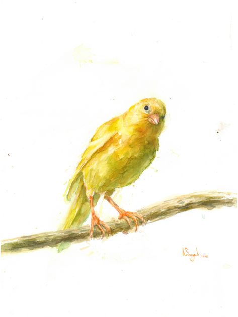 "Canary", watercolour, Andrzej Szych, 2015 Canary Birds, Finches Bird, Summer Illustration, Watercolor Paintings Easy, Watercolor Painting Techniques, Artist Portfolio, Bird Drawings, Copyright Infringement, Watercolor Animals