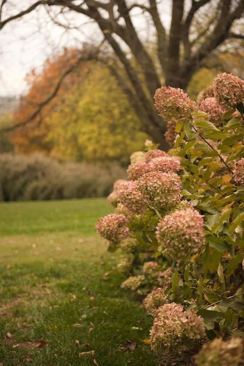 French Hydrangea, Hydrangea Landscaping, Big Leaf Hydrangea, Azaleas Garden, Bigleaf Hydrangea, Smooth Hydrangea, Fall Hydrangea, Panicle Hydrangea, Oakleaf Hydrangea