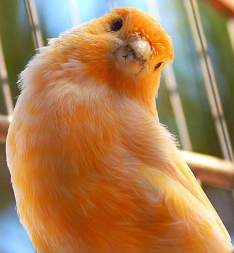 Red Canary Red Canary, Canary Color, Canary Birds, Orange Bird, Kinds Of Birds, Exotic Birds, Pretty Birds, Colorful Birds, Mellow Yellow