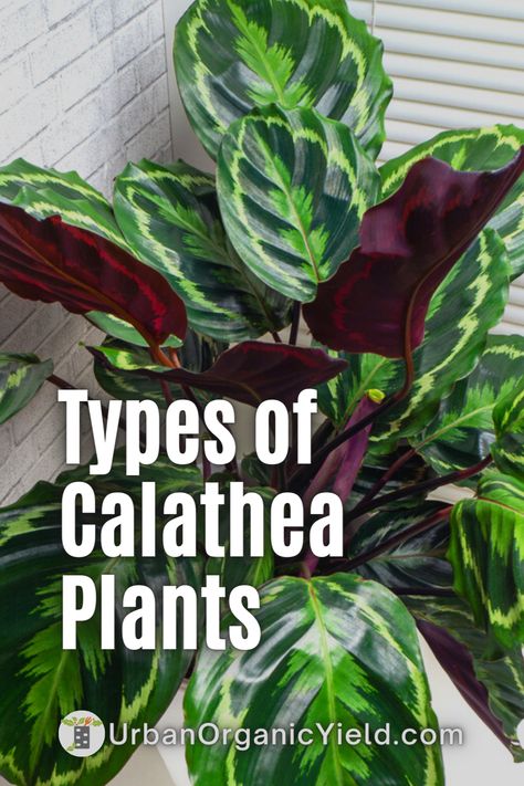 Calathea plants come in a variety of shapes and sizes, each with their own set of characteristics. Calathea orbifolia, with its brilliant silver patterns; Calathea roseopicta, with its delicate pink and white stripes; and Calathea zebrina, with its vivid zebra-like stripes, are some of the most popular types. All of these plants are quite simple to maintain, making them an excellent choice for gardeners of all skill levels. Continue reading to learn more about Calethea plants. Zebra Calathea, Calathea Plant Varieties, Calathea Vittata, Calathea Varieties, Cat Safe House Plants, Safe House Plants, Calathea Roseopicta, Calathea Ornata, Plants Grown In Water