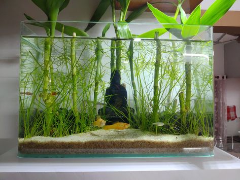 Aquascaping Ideas, Miniature Aquarium, Tank Terrarium, Fish Tank Themes, Tank Plants, Fish Tank Terrarium, Cool Fish Tanks, Live Aquarium Plants, Live Aquarium