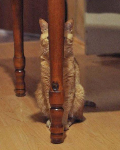 Ninja Cats, Cat Hiding, Art Ancien, Modern Cat, Cat Photography, Hide And Seek, Art Antique, Funny Cat Pictures, Silly Cats