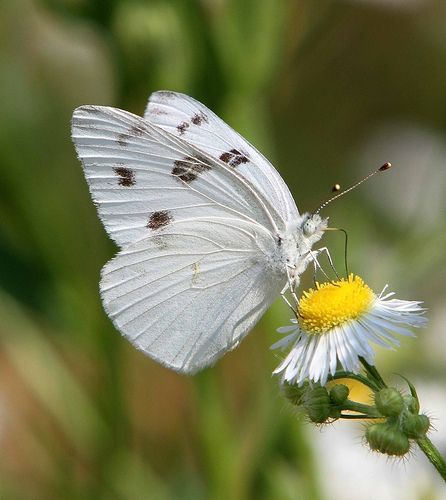 Checkered White (Pontia protodice) | On this stop at Crab Or… | Flickr Dragonfly Insect, Beautiful Butterfly Photography, Butterfly Species, 강아지 그림, Cute Galaxy Wallpaper, Your Spirit Animal, Butterfly Pictures, Butterfly Kisses, Dream Tattoos