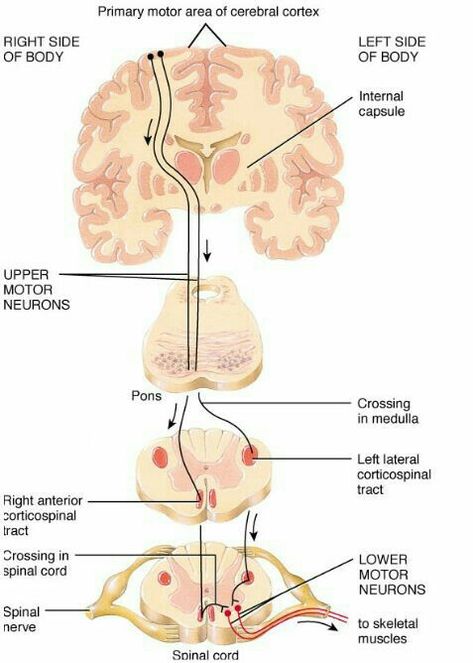 Corticospinal Tract, Upper Motor Neuron, Neurological System, Craniosacral Therapy, Cerebral Cortex, Motor Neuron, Basic Anatomy And Physiology, Brain Anatomy, Cranial Nerves