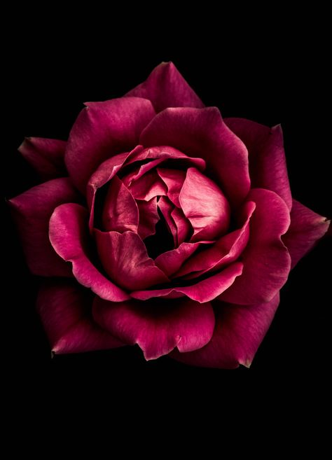 Photography Flowers, Flowers Photography, Red Rose, Black Background, Flowers, Photography, Red, Pink, Black