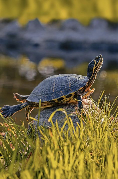 Turtle Homes Ideas, Eastern Painted Turtle, Yellow Bellied Slider, River Turtle, Kawaii Turtle, Tortoise Food, Land Turtles, Turtle Care, Turtle Homes