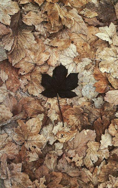 by Old Chum, via Flickr Andy Goldsworthy, Black Leaves, Foto Art, Natural Forms, Environmental Art, Land Art, Pics Art, Art Plastique, Belle Photo