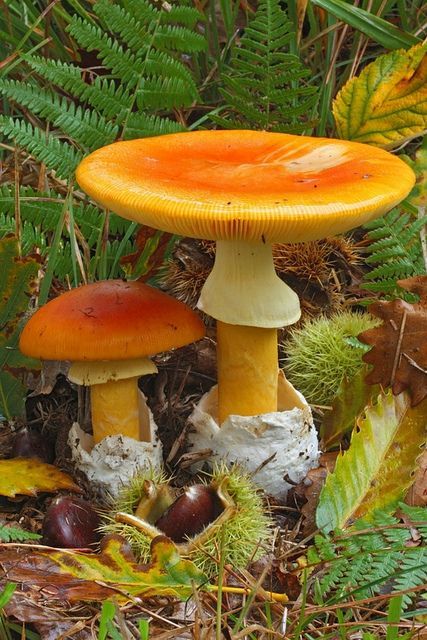 **Amanita Caesarea | Stefano Vianello Colorful Mushrooms, Orange Mushroom, Lichen Moss, Mushroom Pictures, Plant Fungus, Slime Mould, Mushroom Fungi, Wild Mushrooms, Mushroom Art