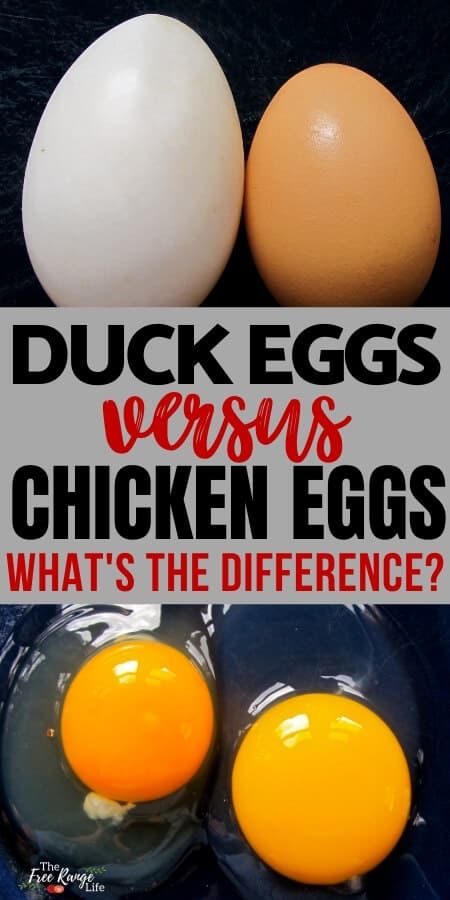 Ducks Vs Chickens, Fairy Egg, Raising Ducks, Peking Duck, Duck Eggs, Backyard Poultry, Dating Divas, Duck Recipes, Egg Laying