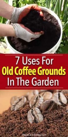 Coffee Grounds In The Garden, Coffee Grounds Garden, Coffee Grounds For Plants, Tea Growing, Plantarea Legumelor, Gemüseanbau In Kübeln, Funny Vine, Garden Remedies, Compost Tea