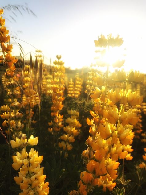 Yellow Wildflowers Aesthetic, Tropical Yellow Aesthetic, Cozy Yellow Aesthetic, Yellow Medieval Aesthetic, Yellow Fairy Aesthetic, Yellow Aesthetic Landscape, Yellow Spring Aesthetic, Honey Yellow Aesthetic, Yellow Flowers Aesthetic