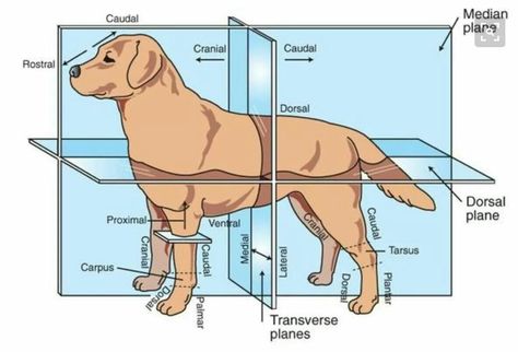 Good chart Vet School Motivation, Veterinarians Medicine, Veterinarian Technician, Vet Tech School, Veterinary Tech, Vet Tech Student, Vet Technician, Veterinary Studies, Veterinary Assistant